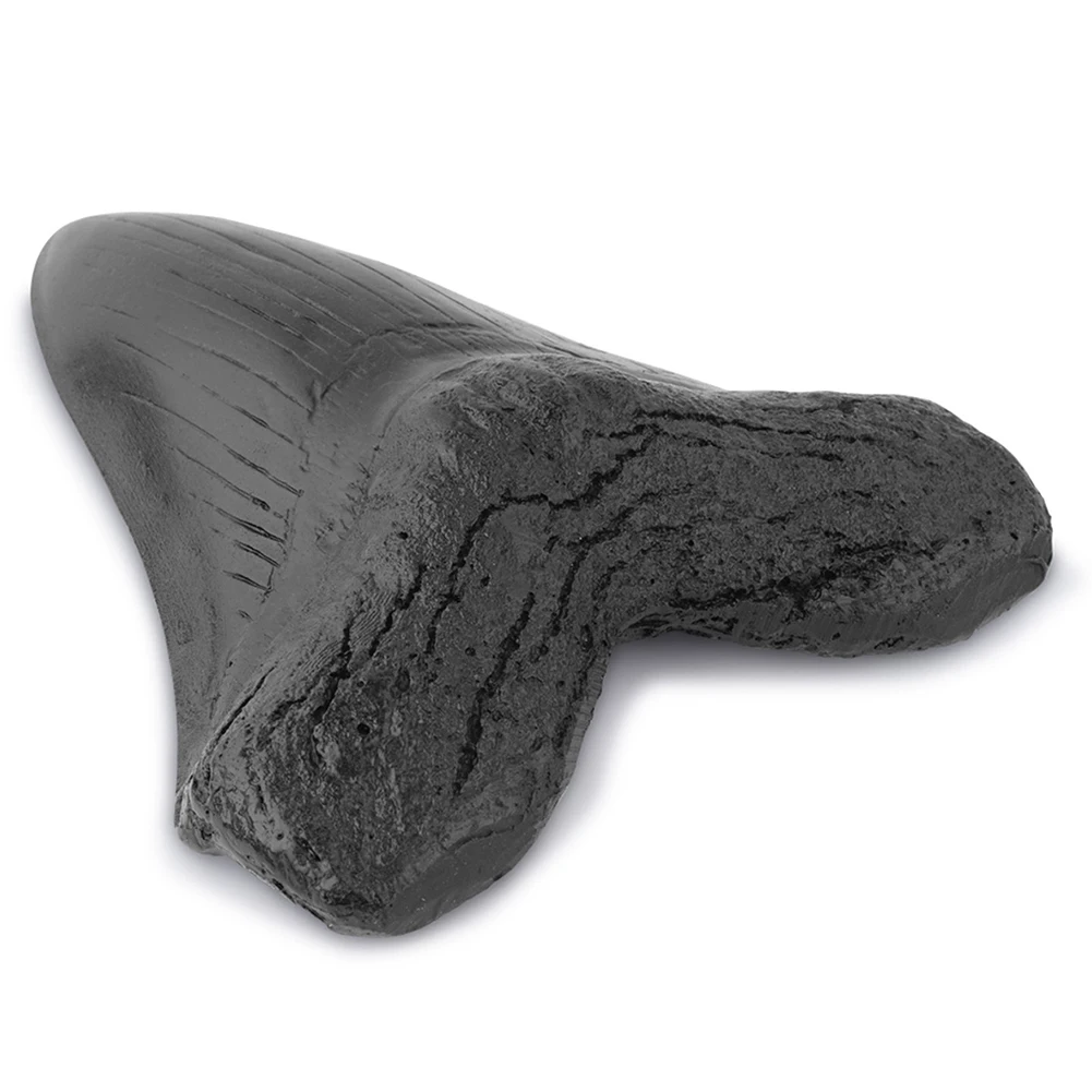 5inch Shark Teeth Model Home Decoration Giant Megalodon Tooth Marine Bology Teaching Props Resin Shark Teeth for Kids Childs - Image 5